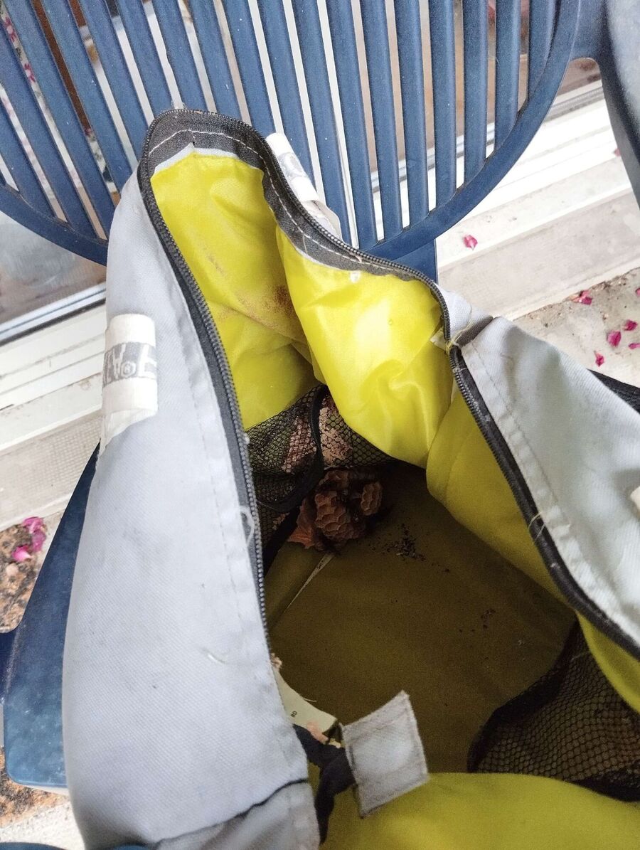 Bee nest at the house remove