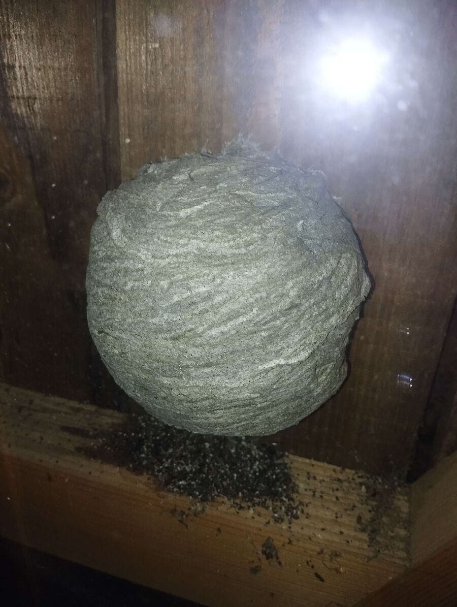 Bee nest at the house remove