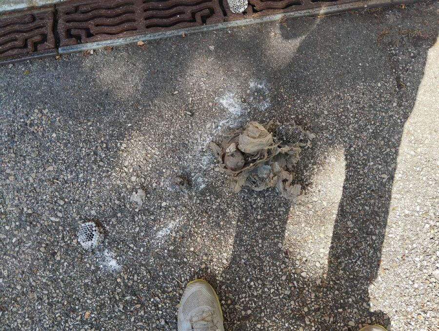 Bee nest at the house remove