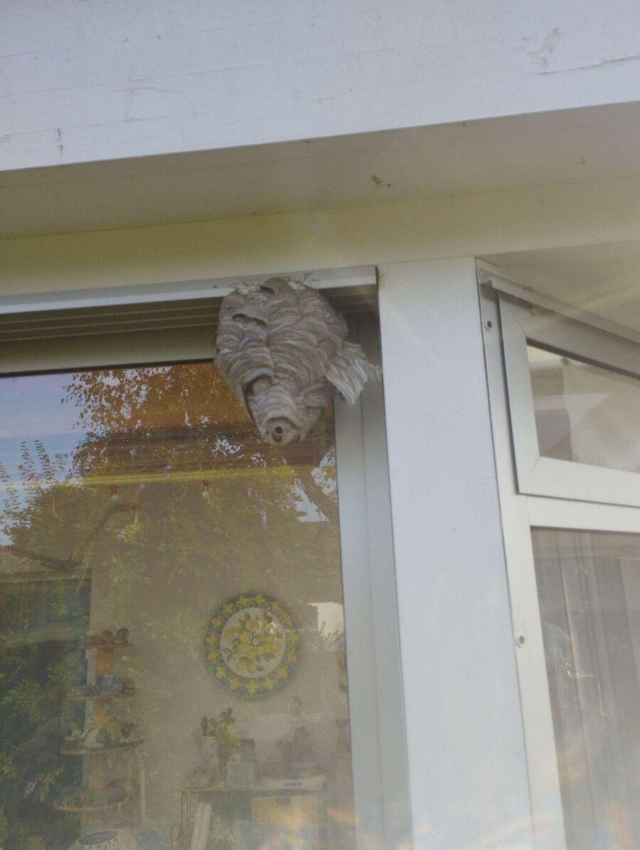 Relocate bees & remove bee nest