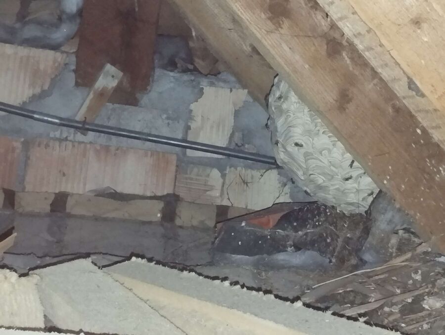 Bee nest at the house remove