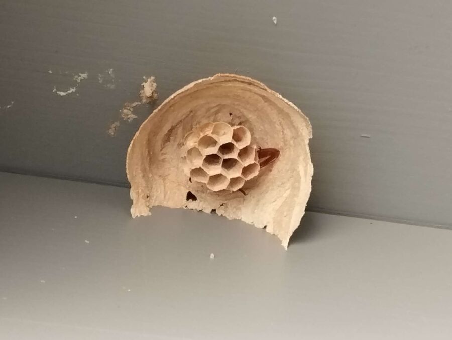 Remove bee nest