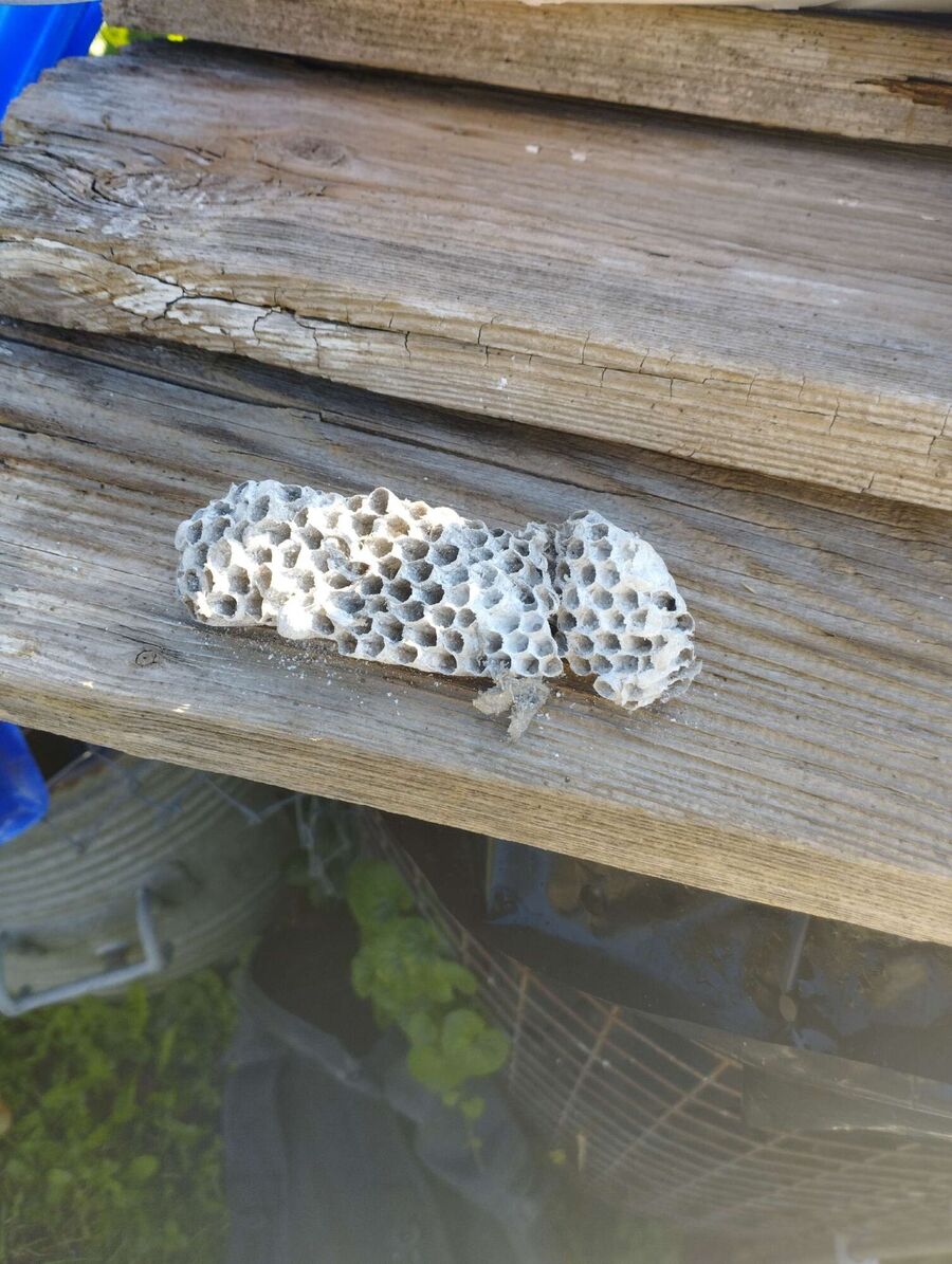 Relocate bees & remove bee nest