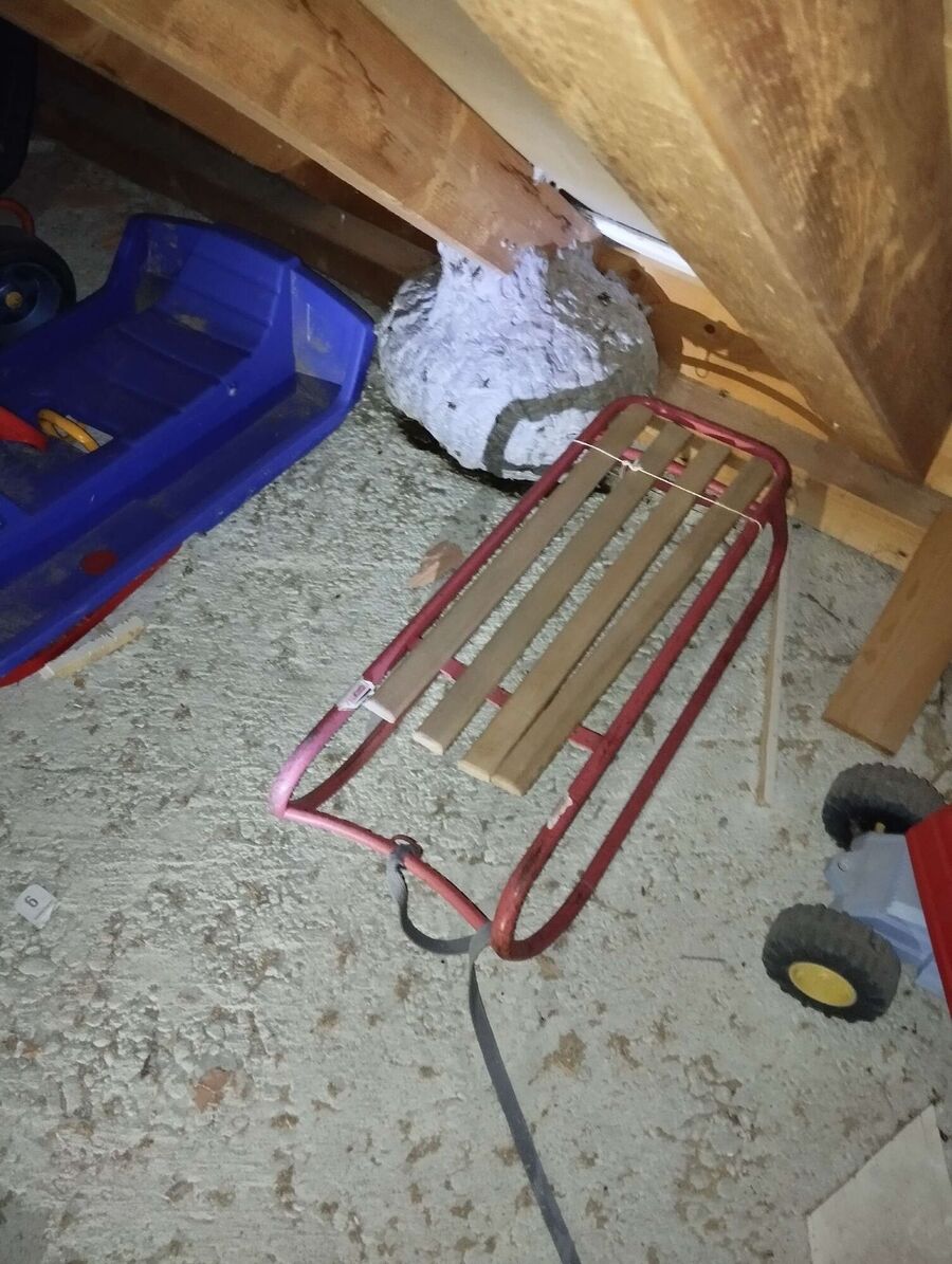 Relocate bees & remove bee nest