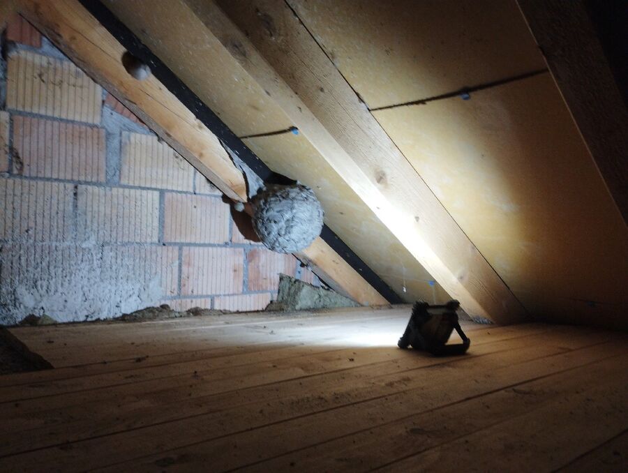 Relocate bees & remove bee nest