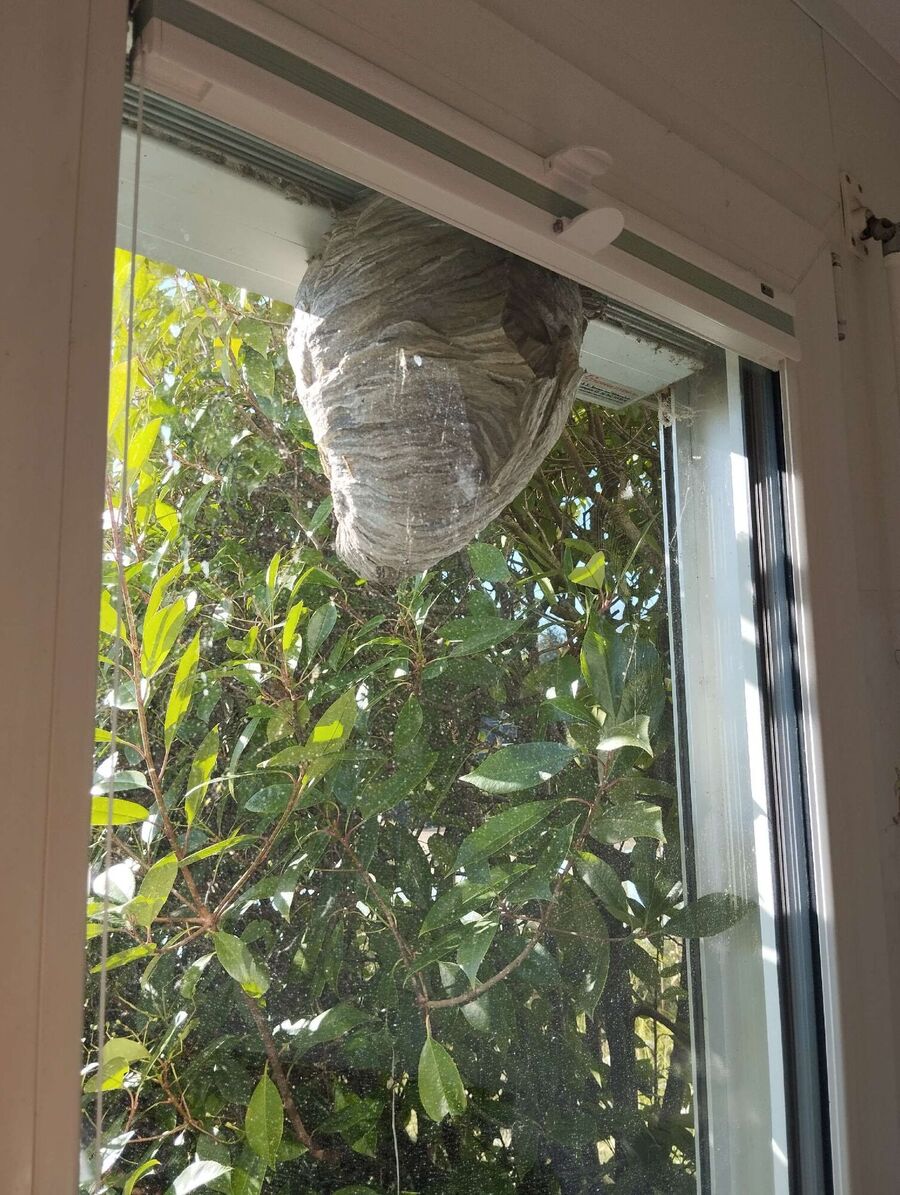 Bee nest at the house remove