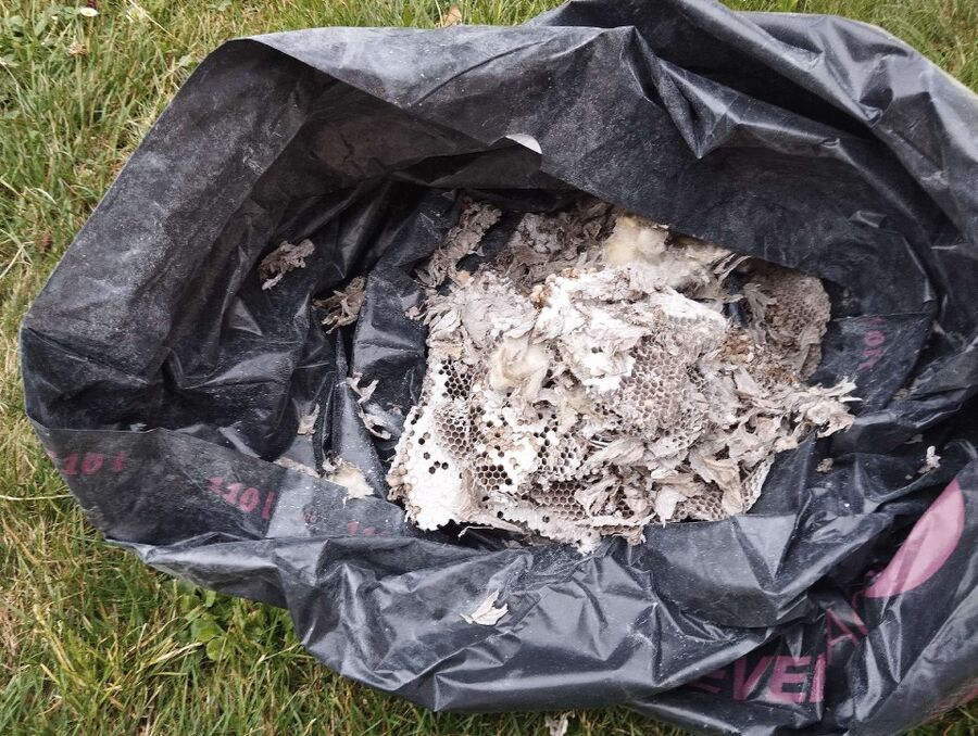 Bee nest at the house remove