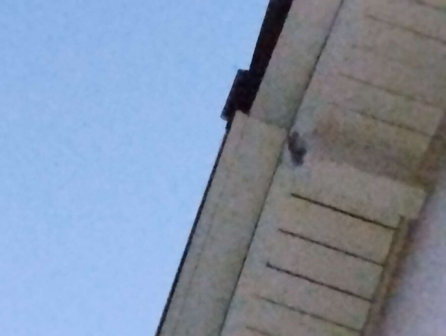 Relocate bees & remove bee nest