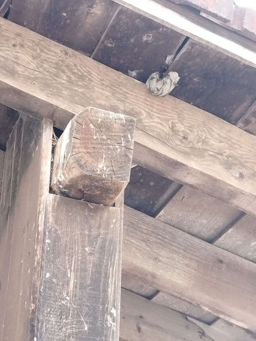 Bee nest at the house remove