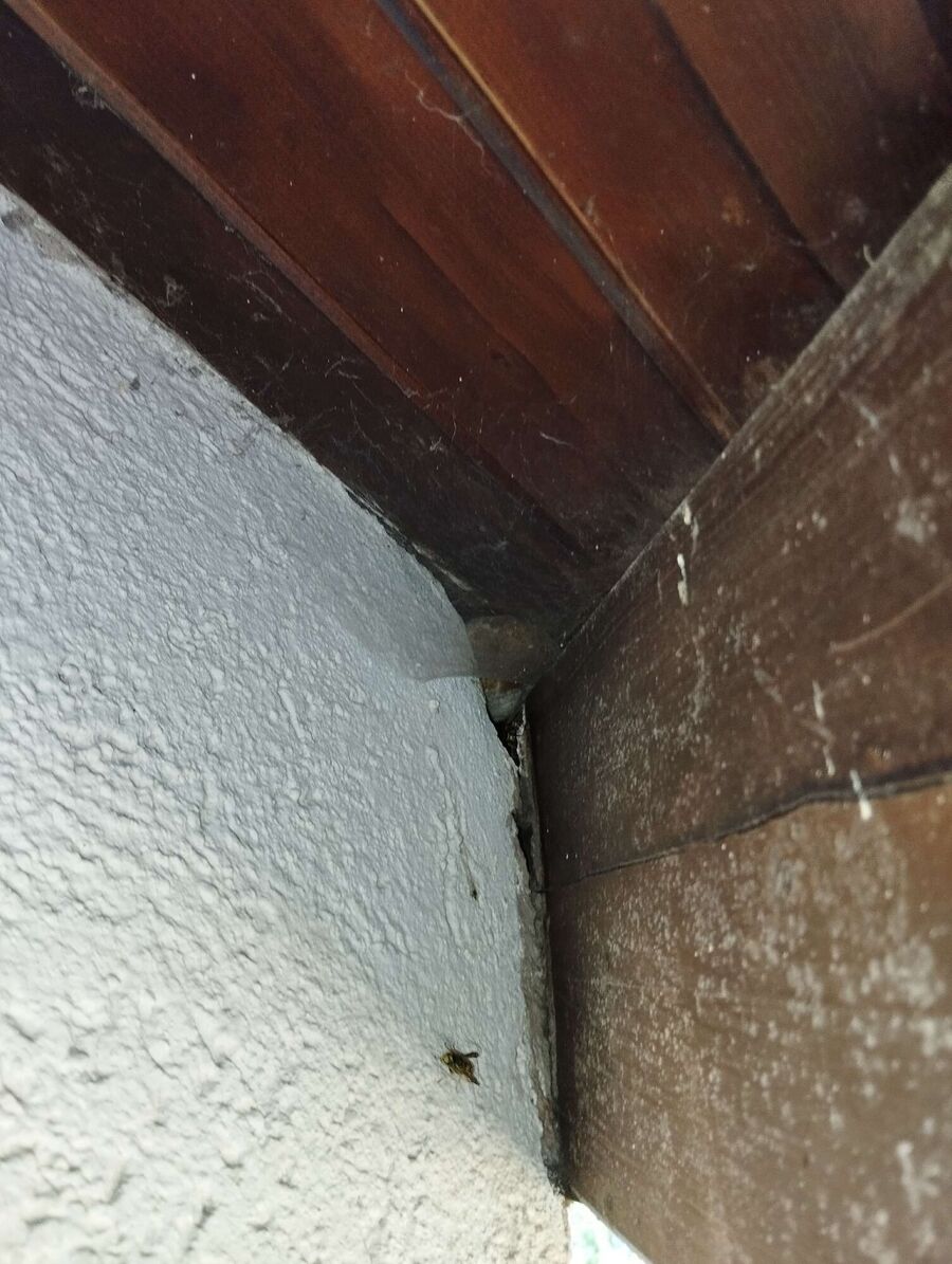 Bee nest at the house remove