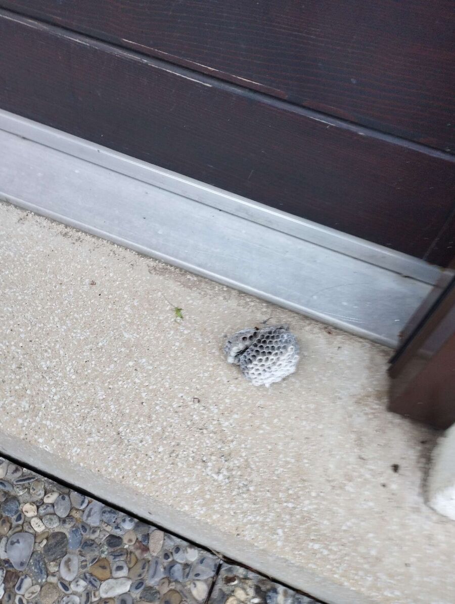 Bee nest at the house remove