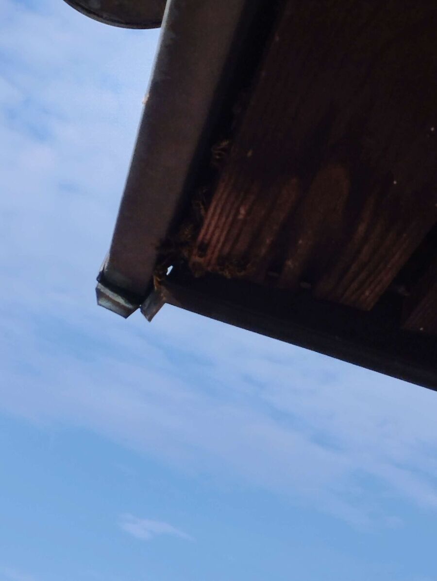 Relocate bees & remove bee nest