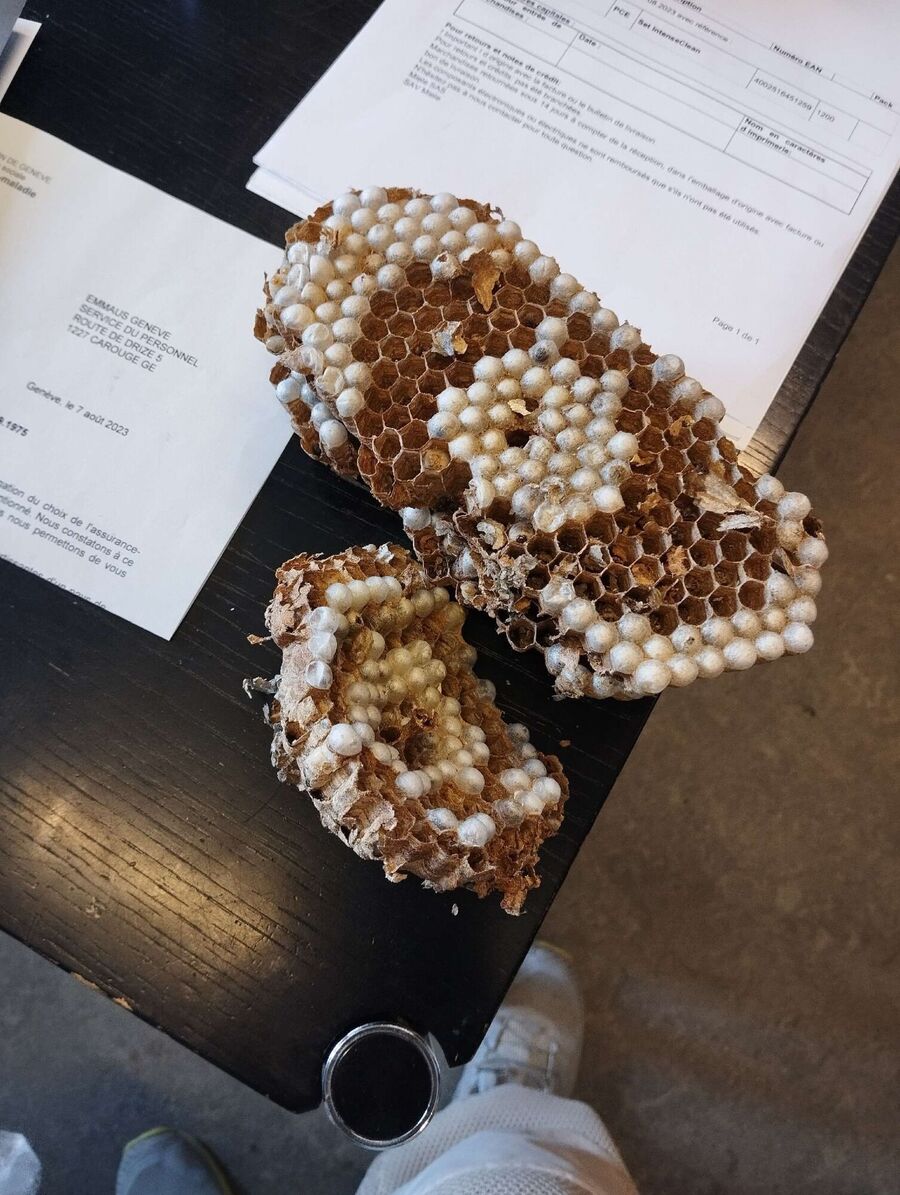 Bee nest at the house remove