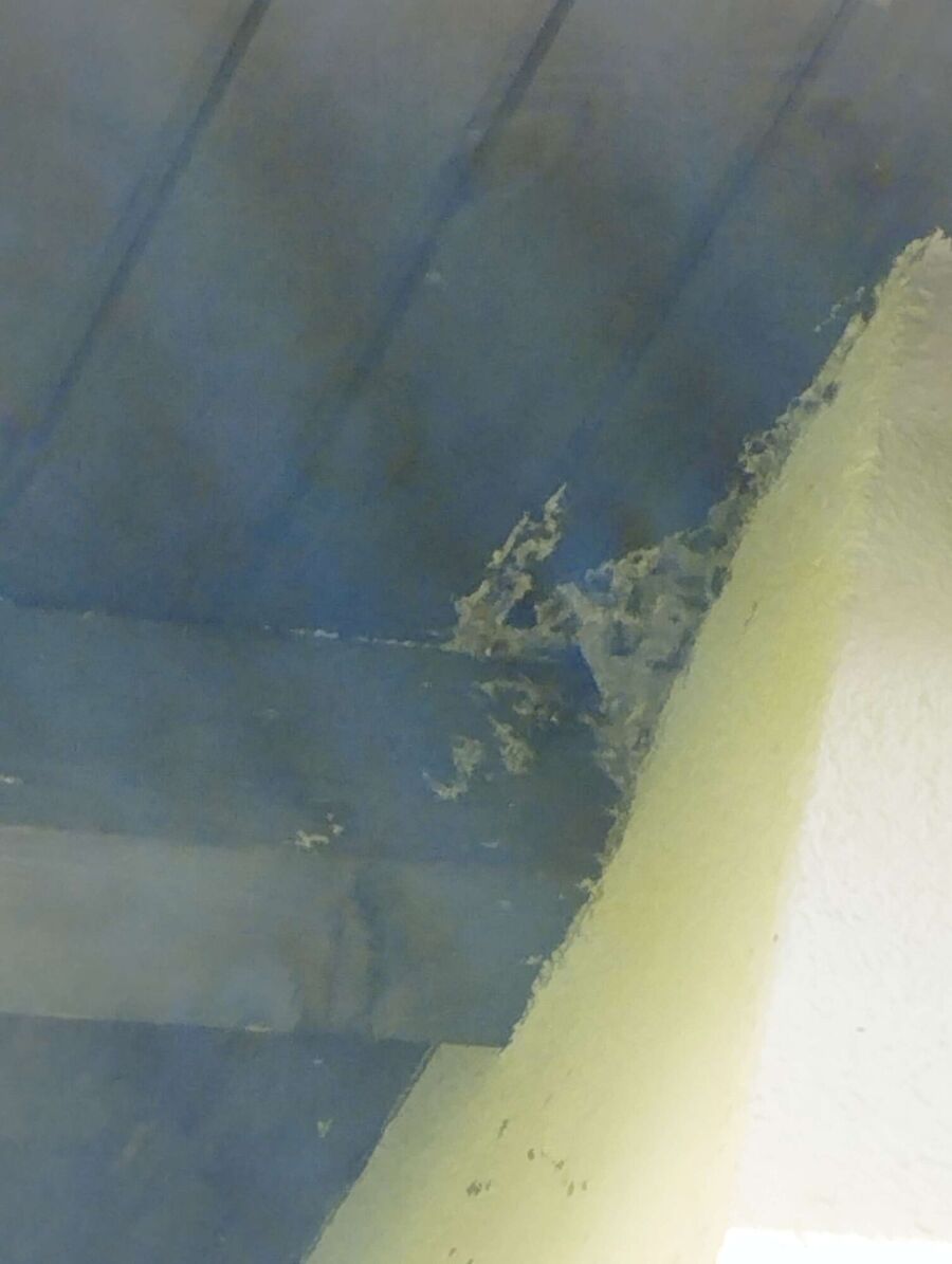 Bee nest at the house remove