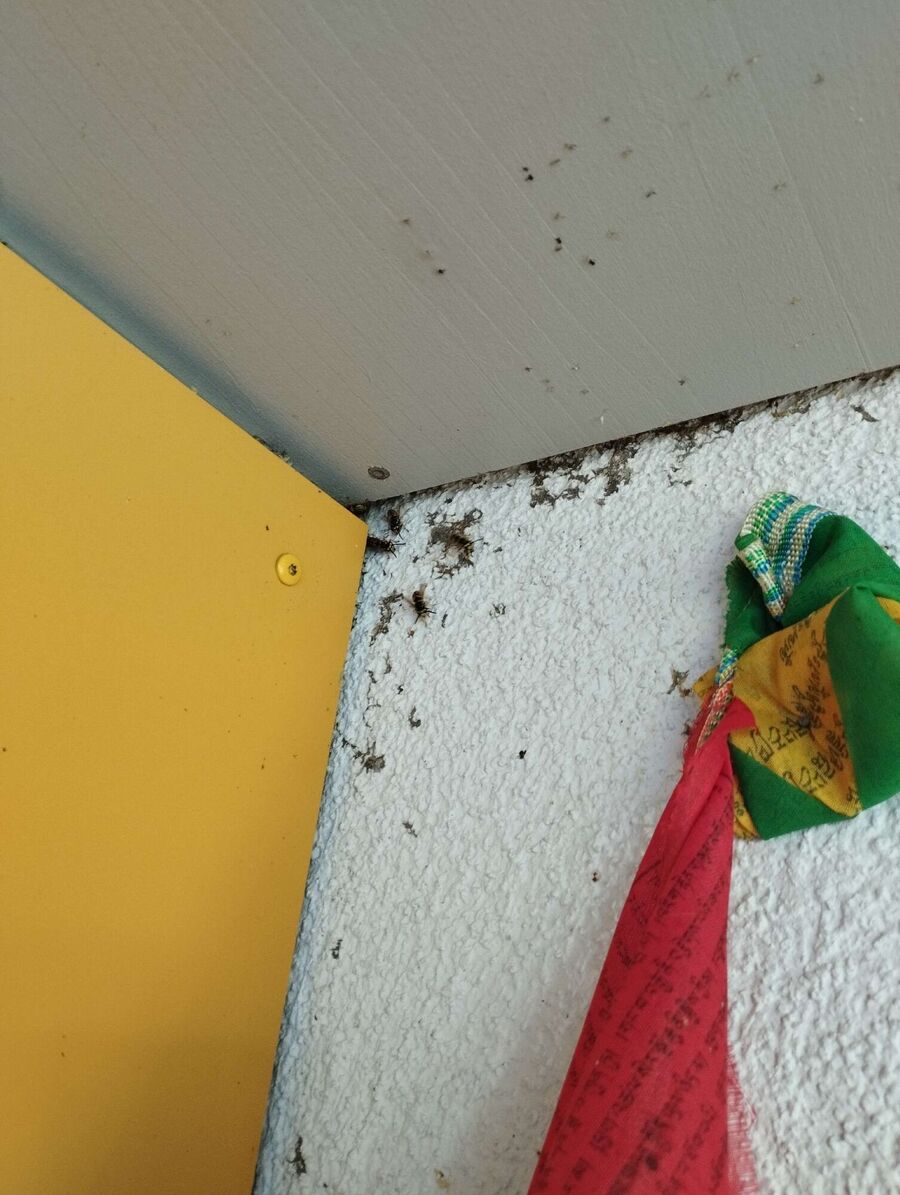 Relocate bees & remove bee nest