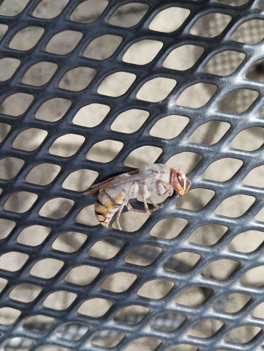 Bee nest at the house remove
