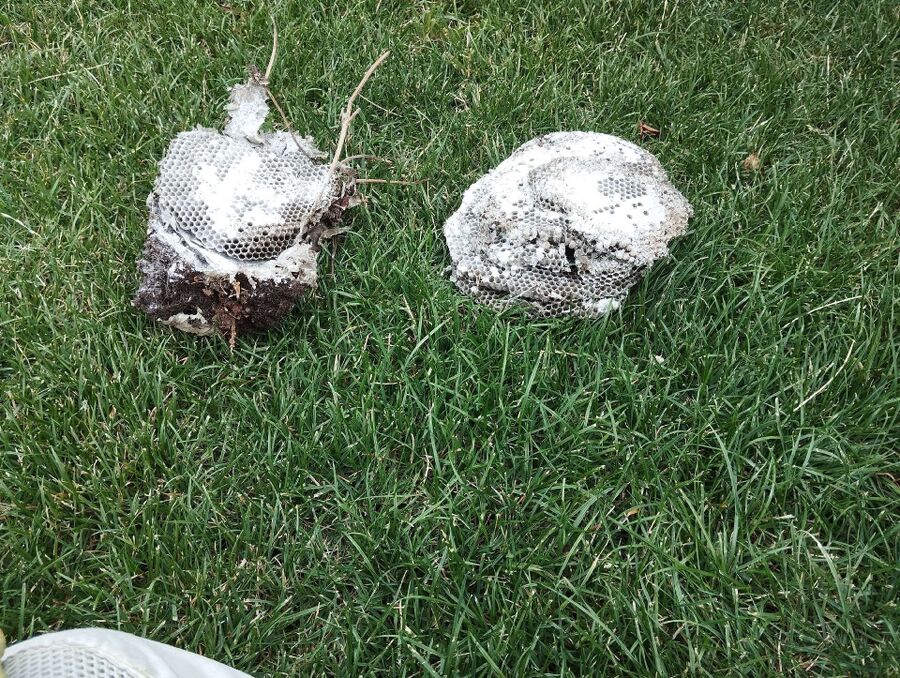 Bee nest at the house remove