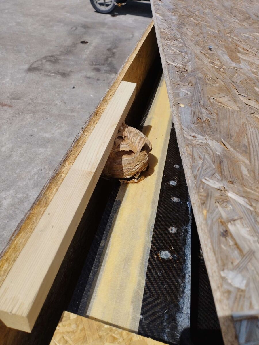 Relocate bees & remove bee nest