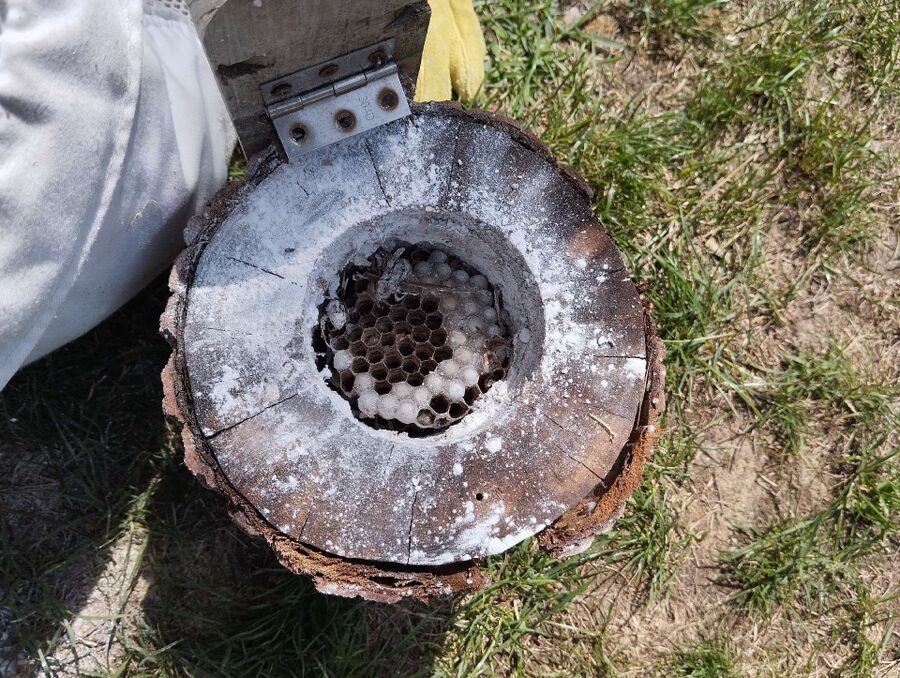 Bee nest at the house remove