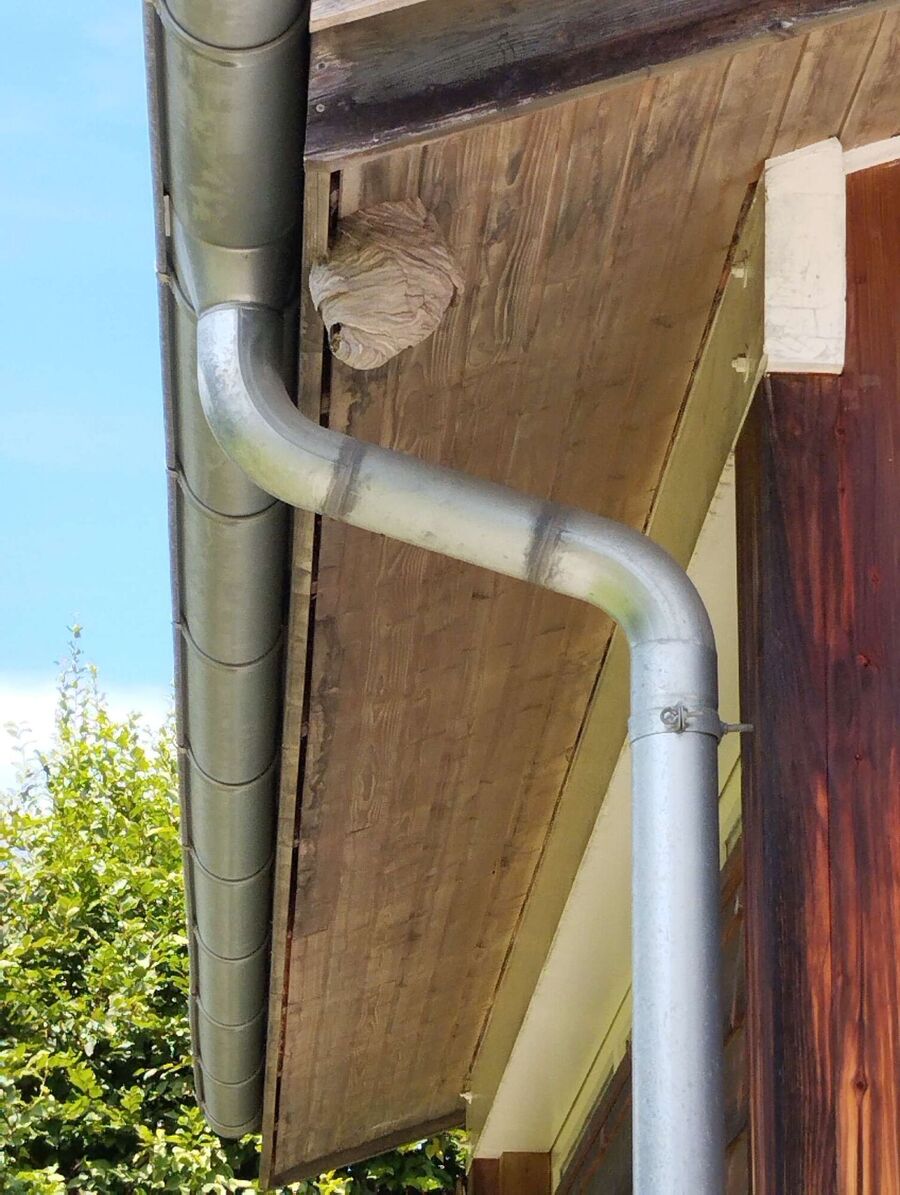 Relocate bees & remove bee nest