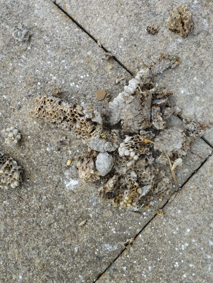 Bee nest at the house remove