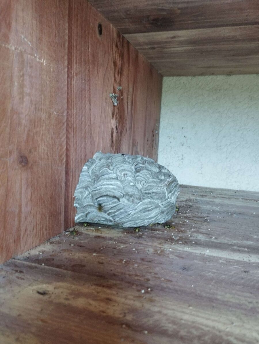 Bee nest at the house remove