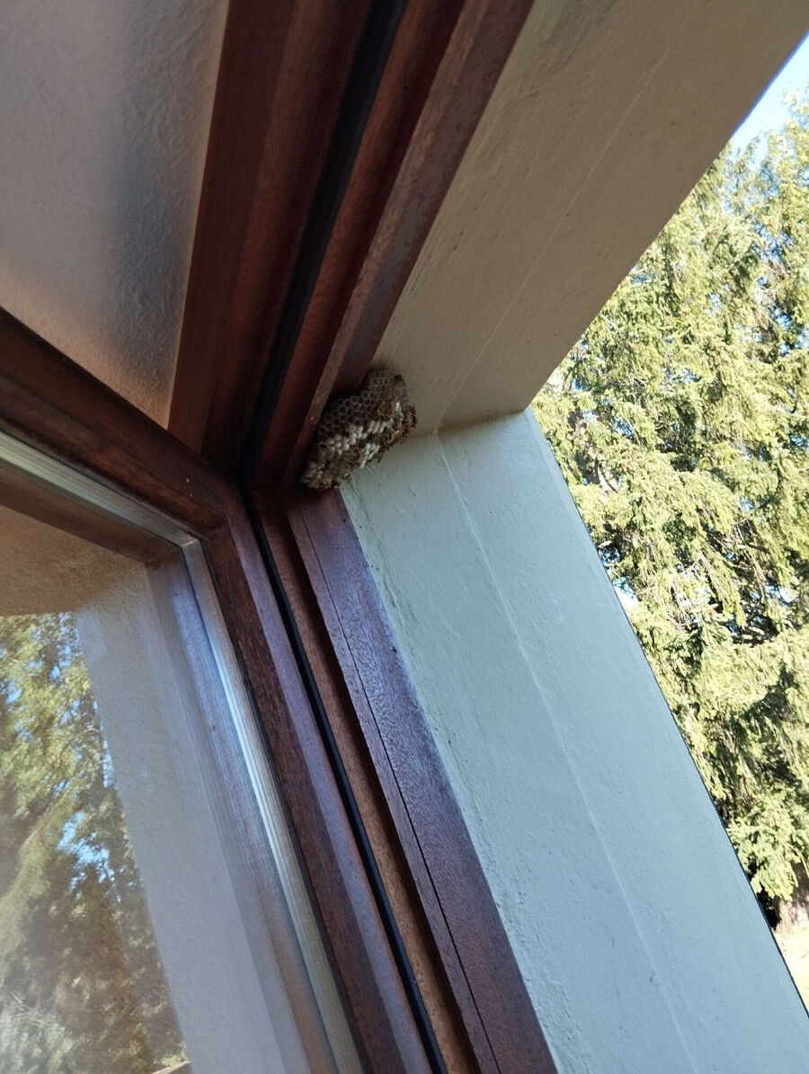 Bee nest at the house remove