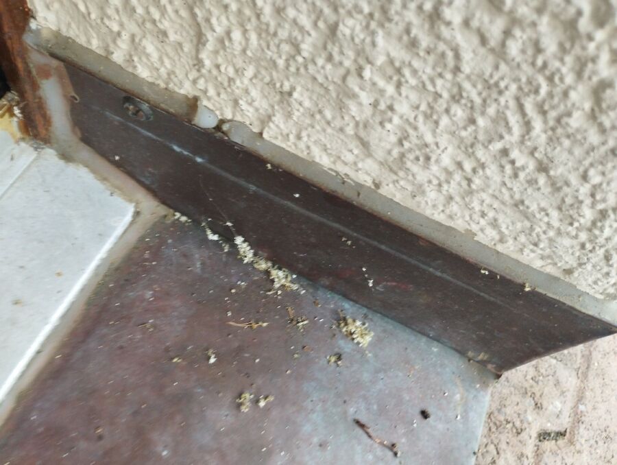 Bee nest at the house remove