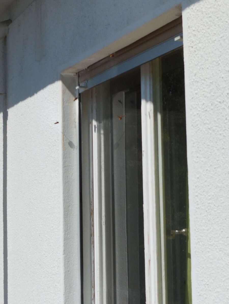 Relocate bees & remove bee nest