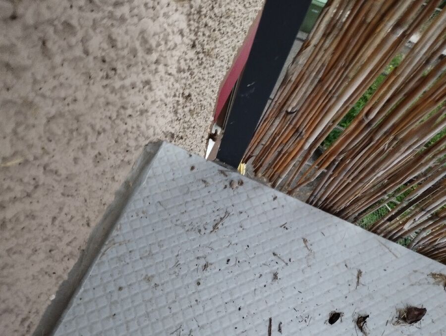 Relocate bees & remove bee nest