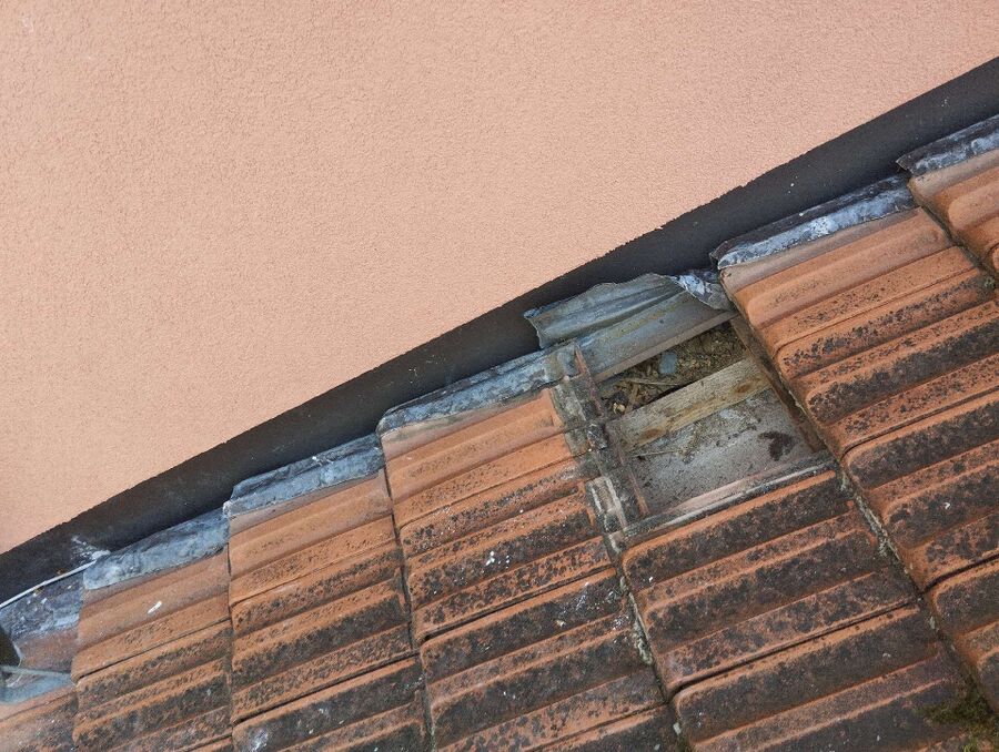 Relocate bees & remove bee nest