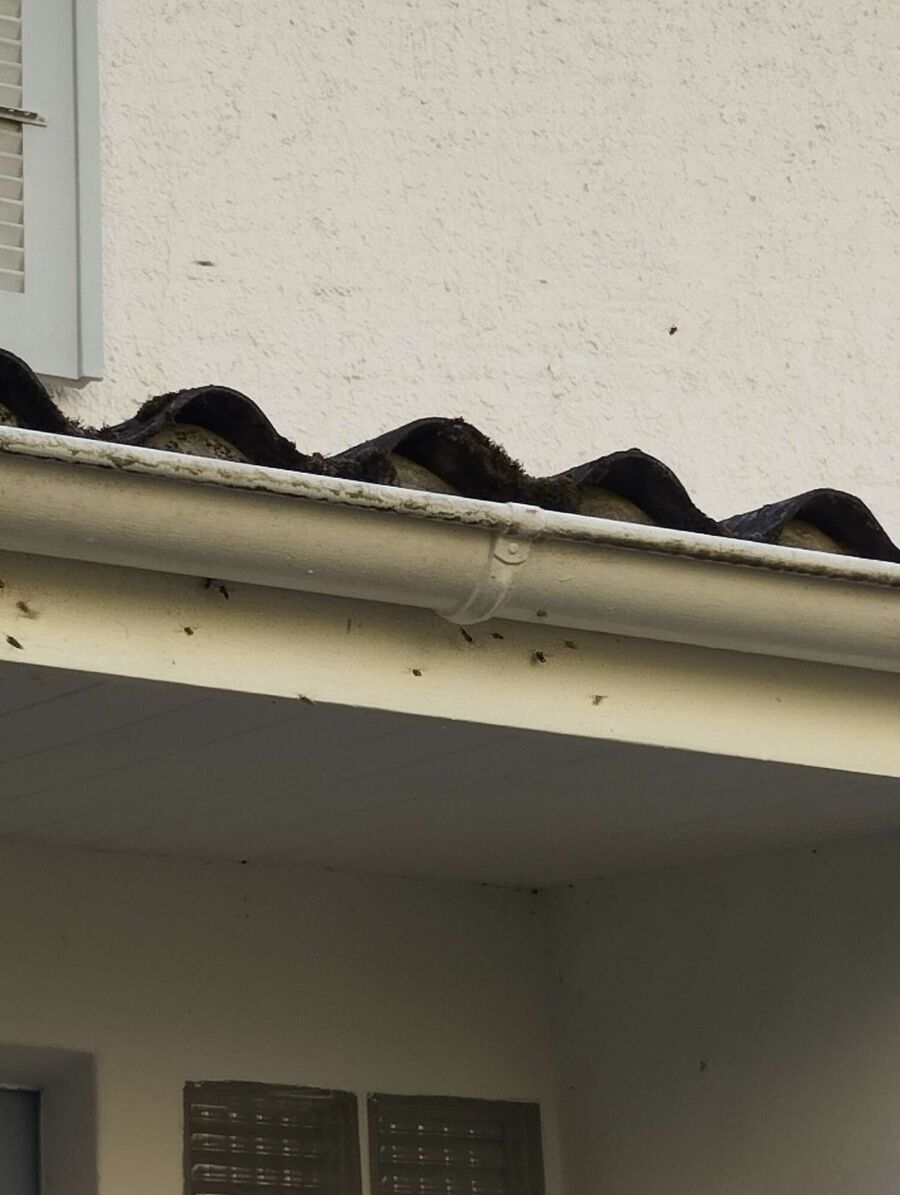 Bee nest at the house remove