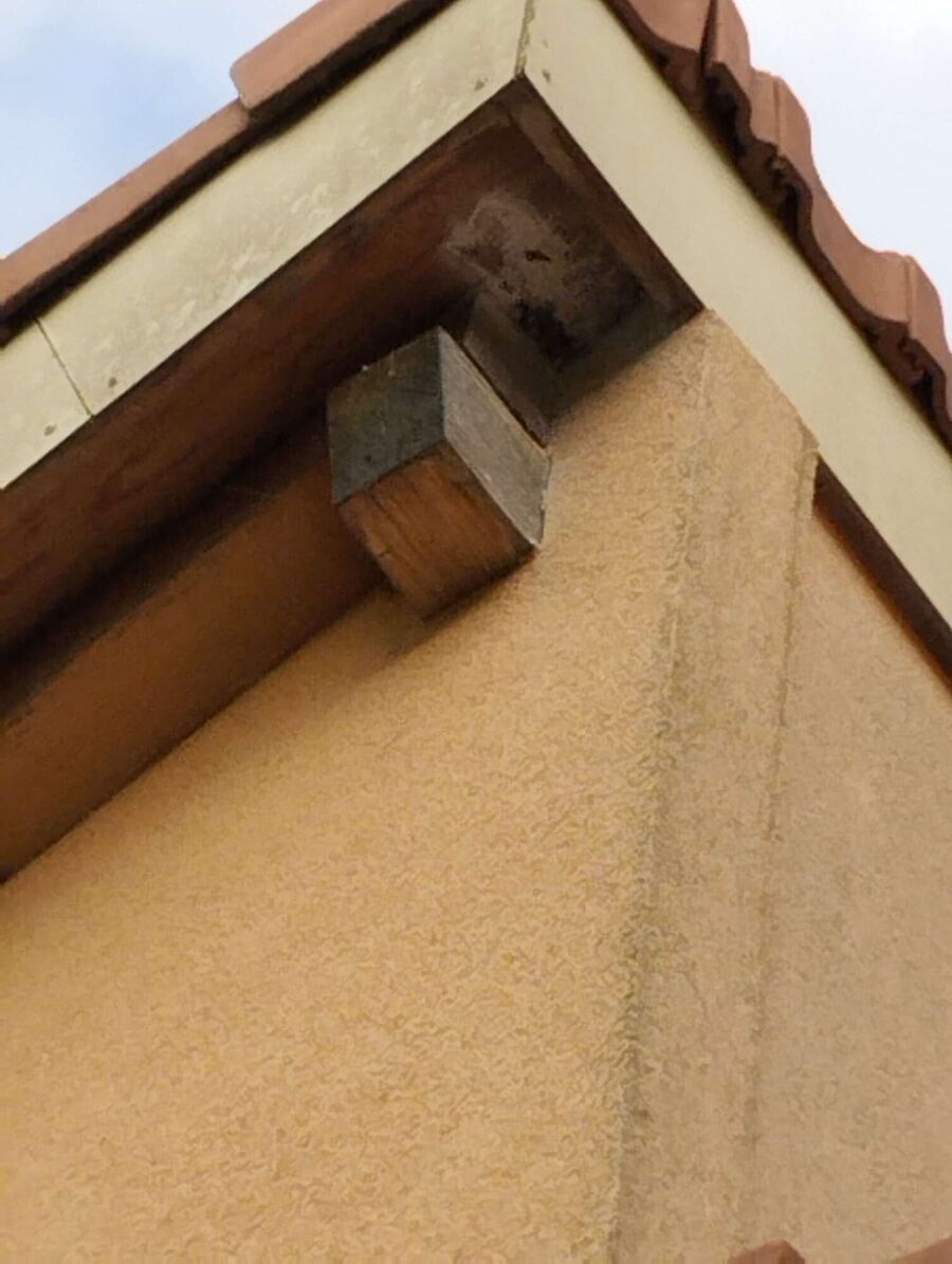 Bee nest at the house remove