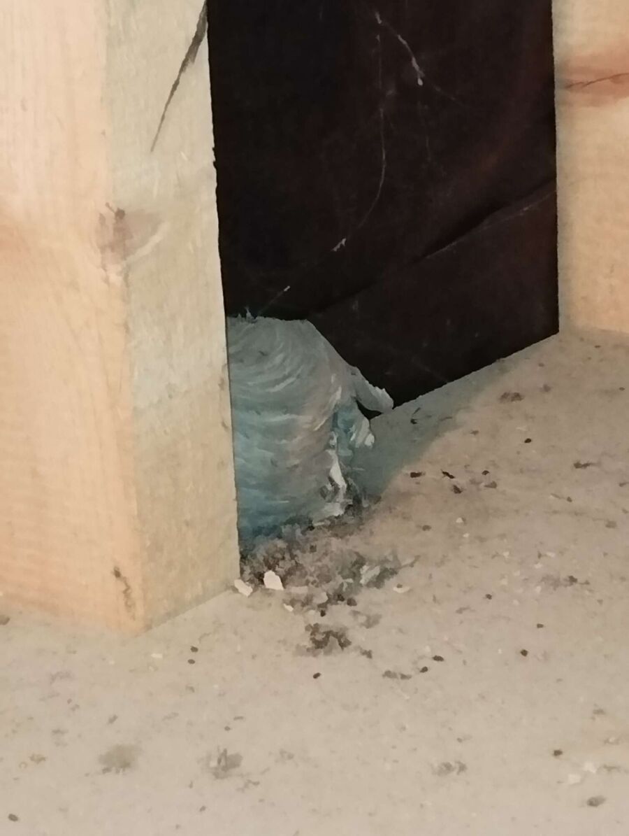 Relocate bees & remove bee nest