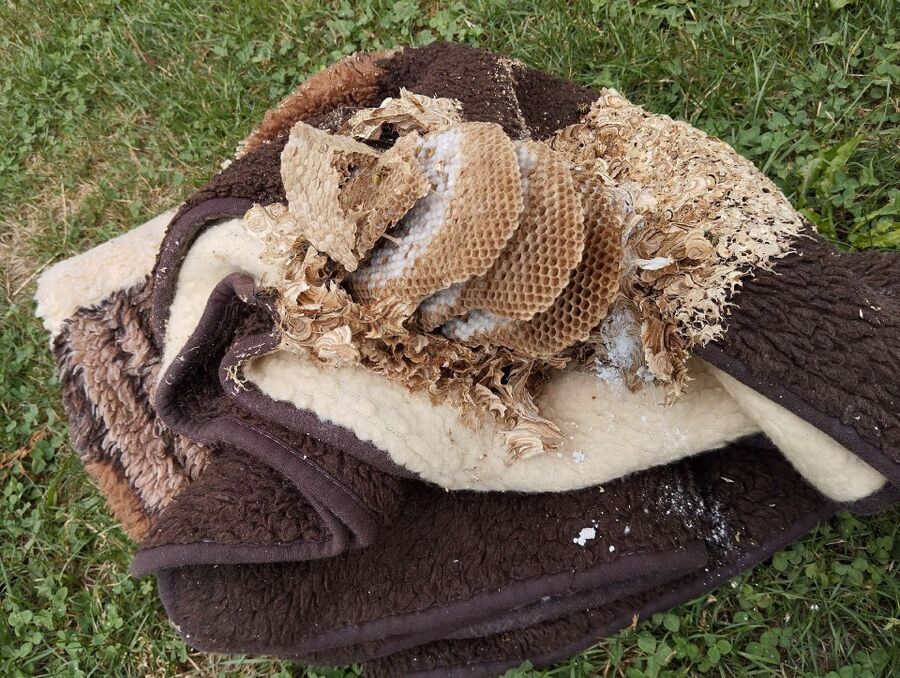 Relocate bees & remove bee nest