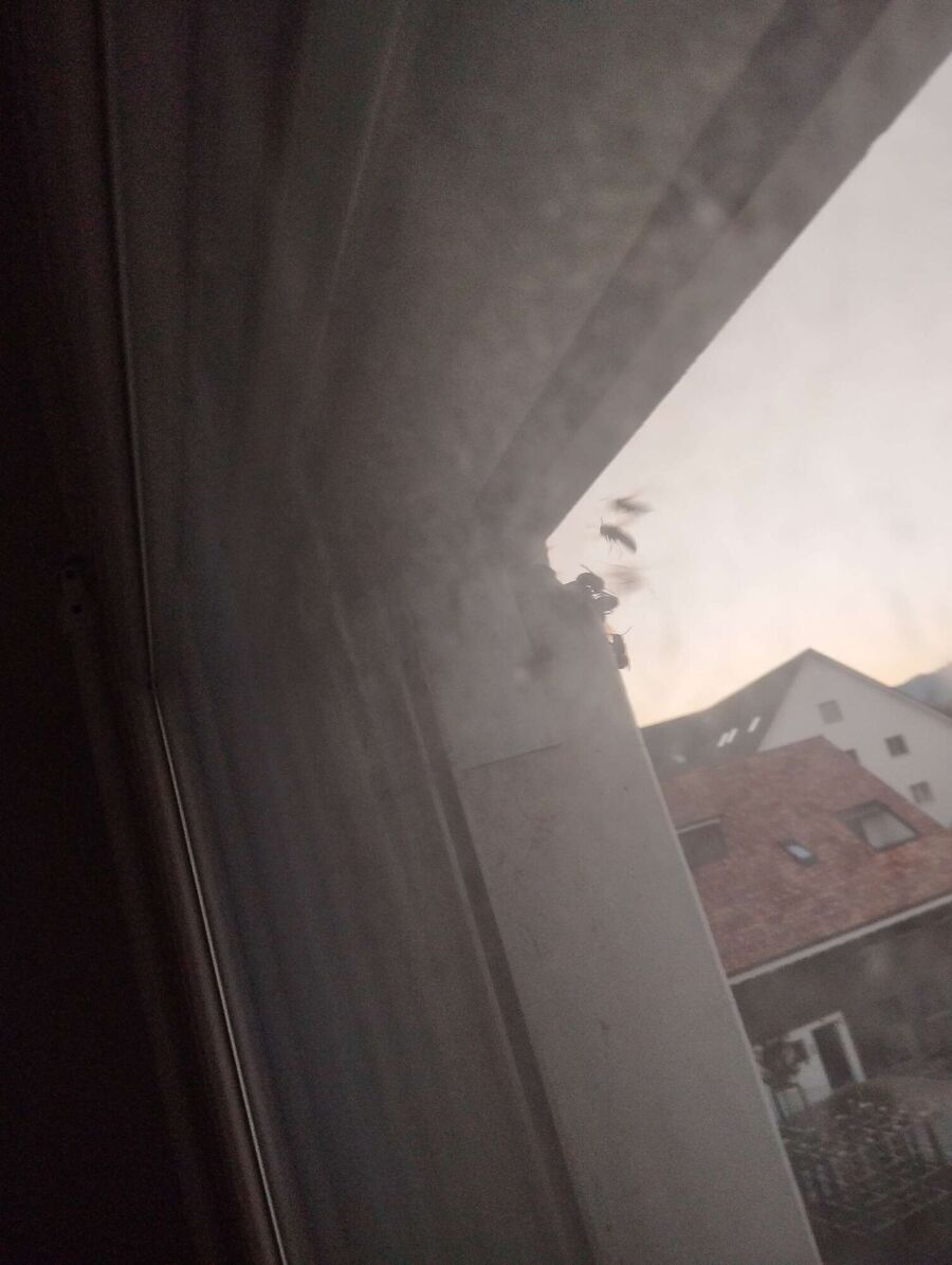 Relocate bees & remove bee nest