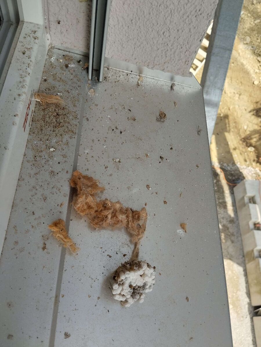 Bee nest at the house remove