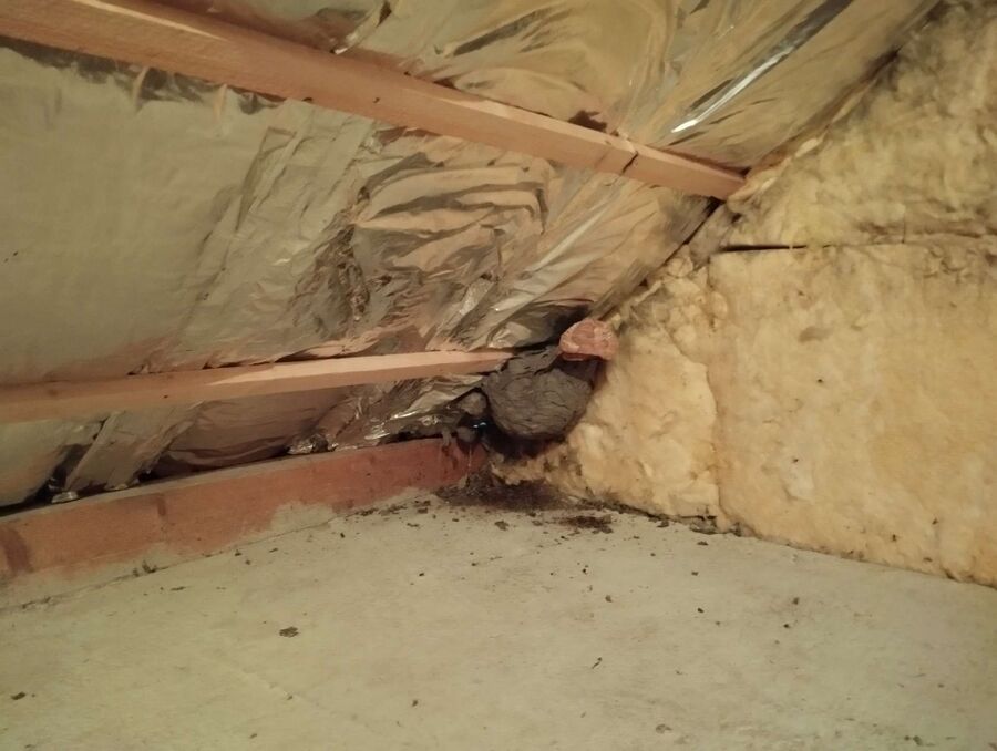 Bee nest at the house remove