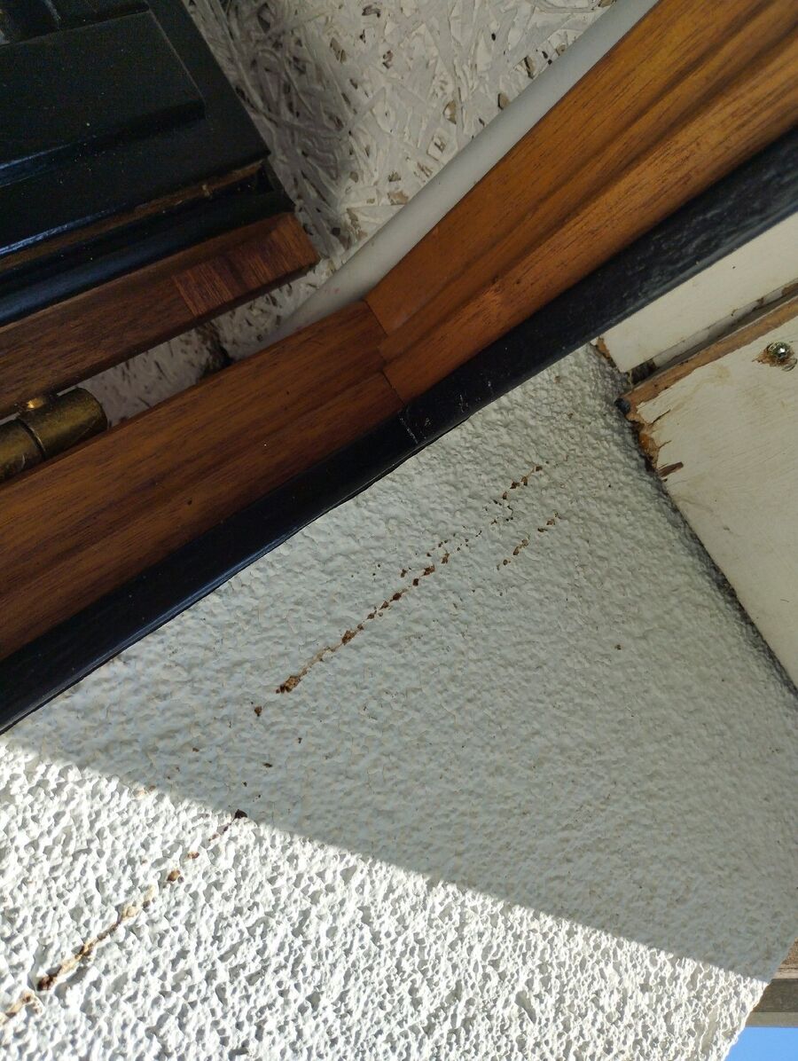 Relocate bees & remove bee nest