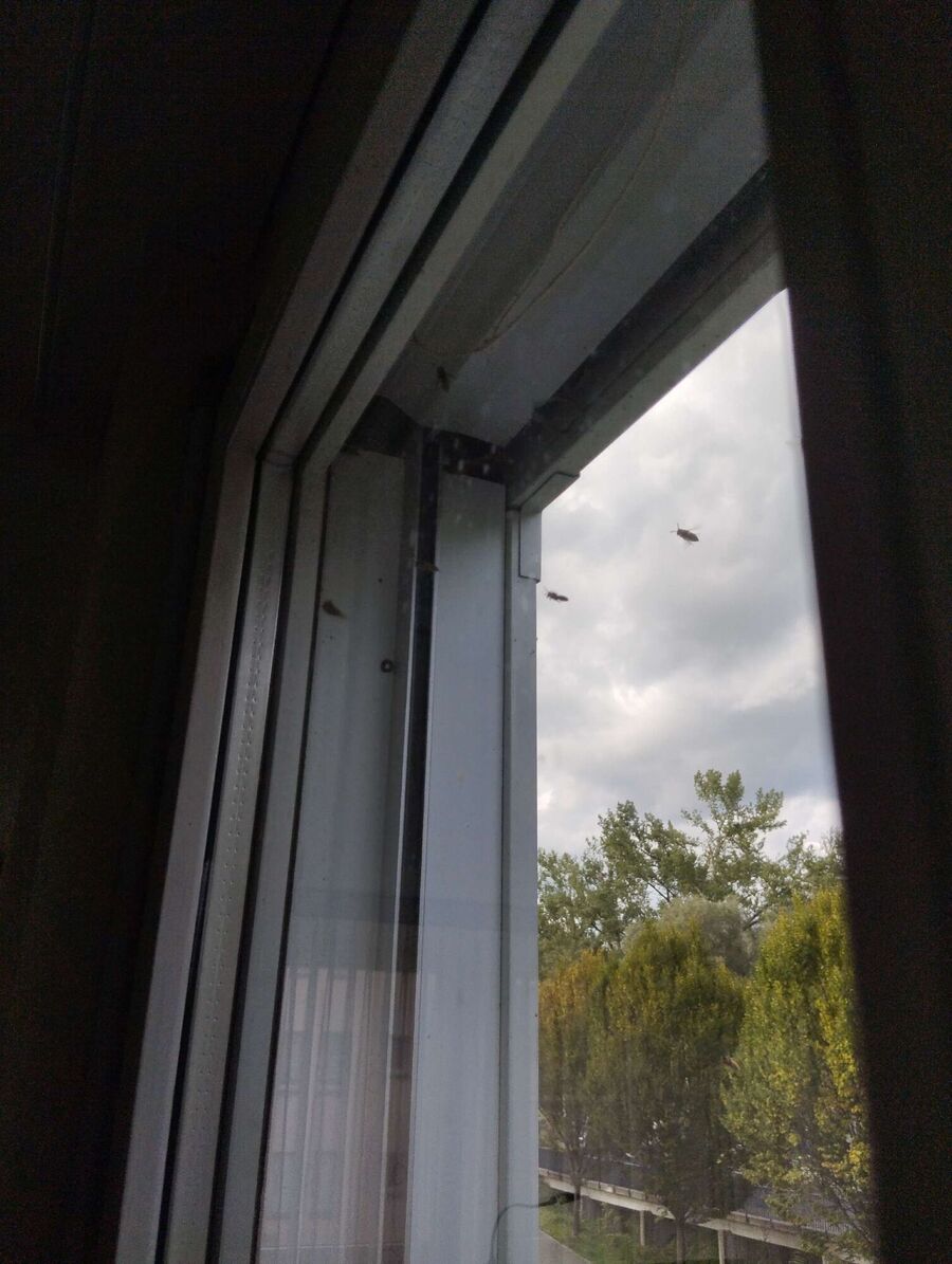 Relocate bees & remove bee nest