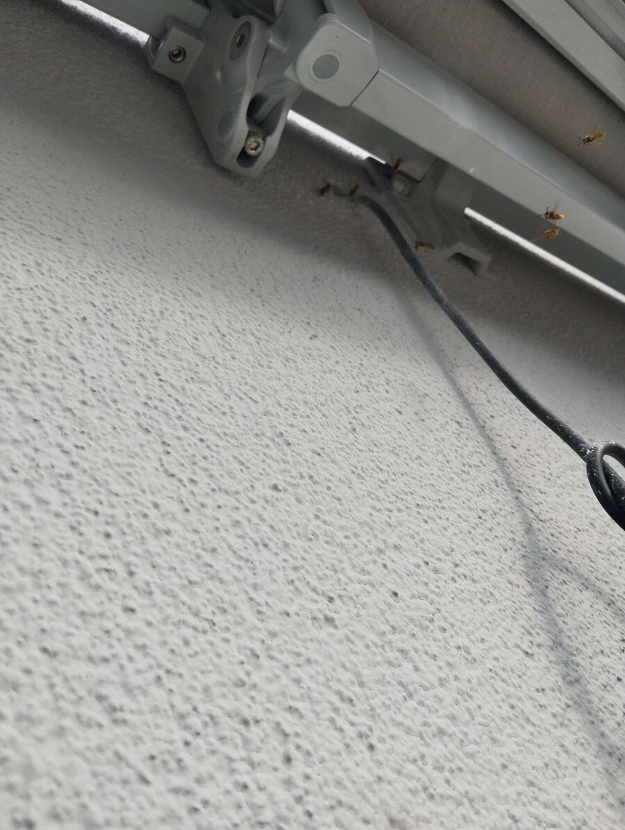 Bee nest at the house remove