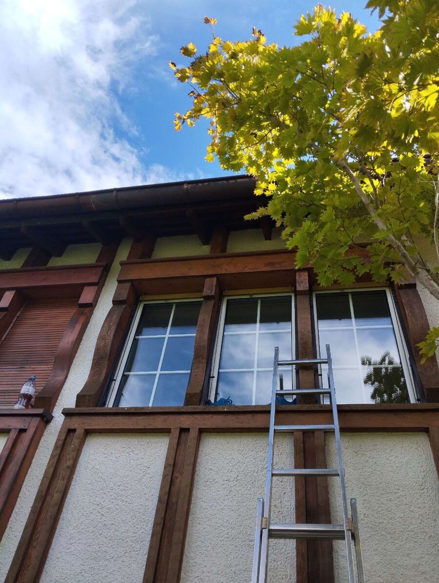 Relocate bees & remove bee nest