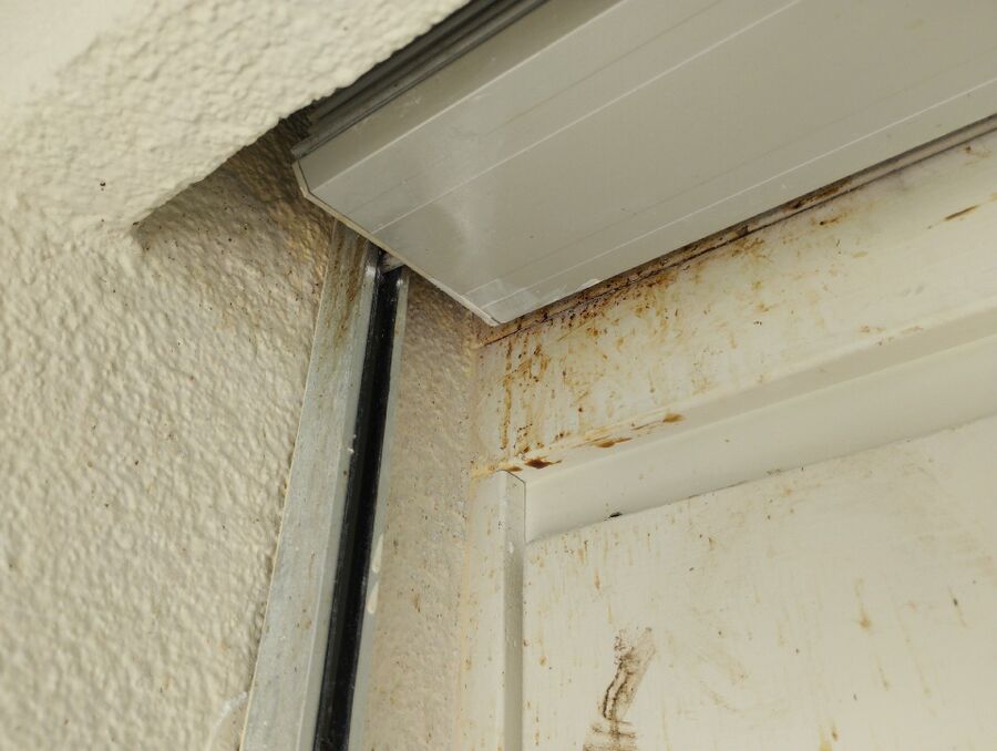 Relocate bees & remove bee nest