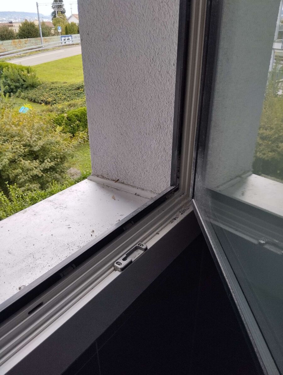 Bee nest at the house remove