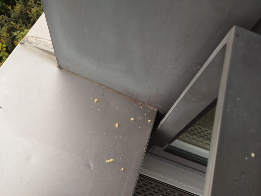 Relocate bees & remove bee nest