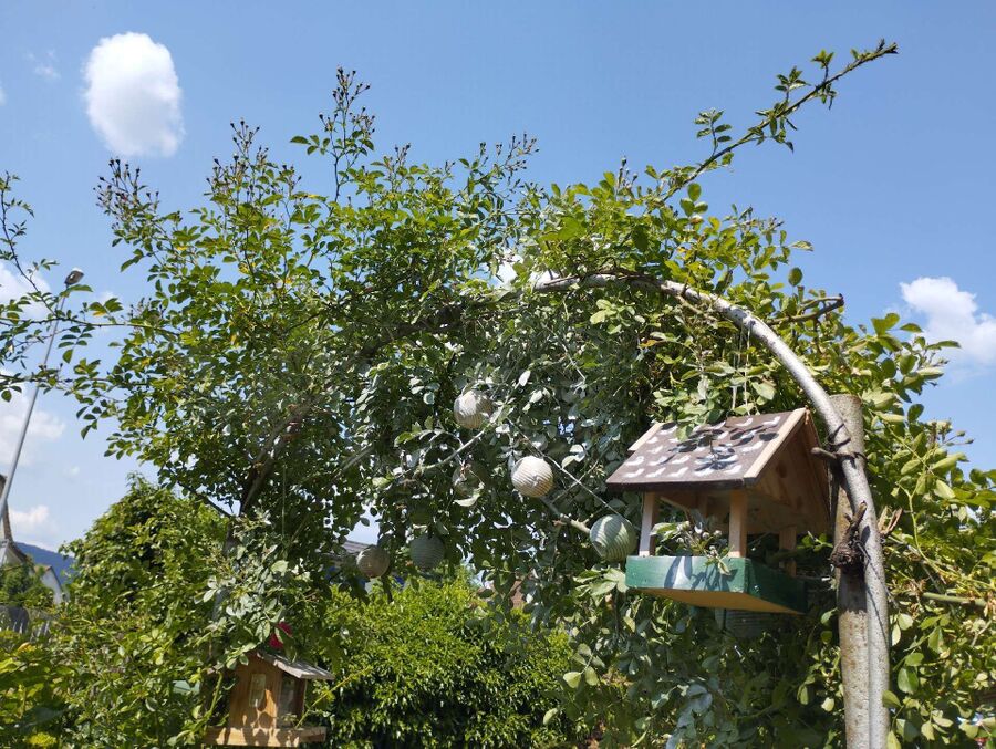 Bee nest at the house remove