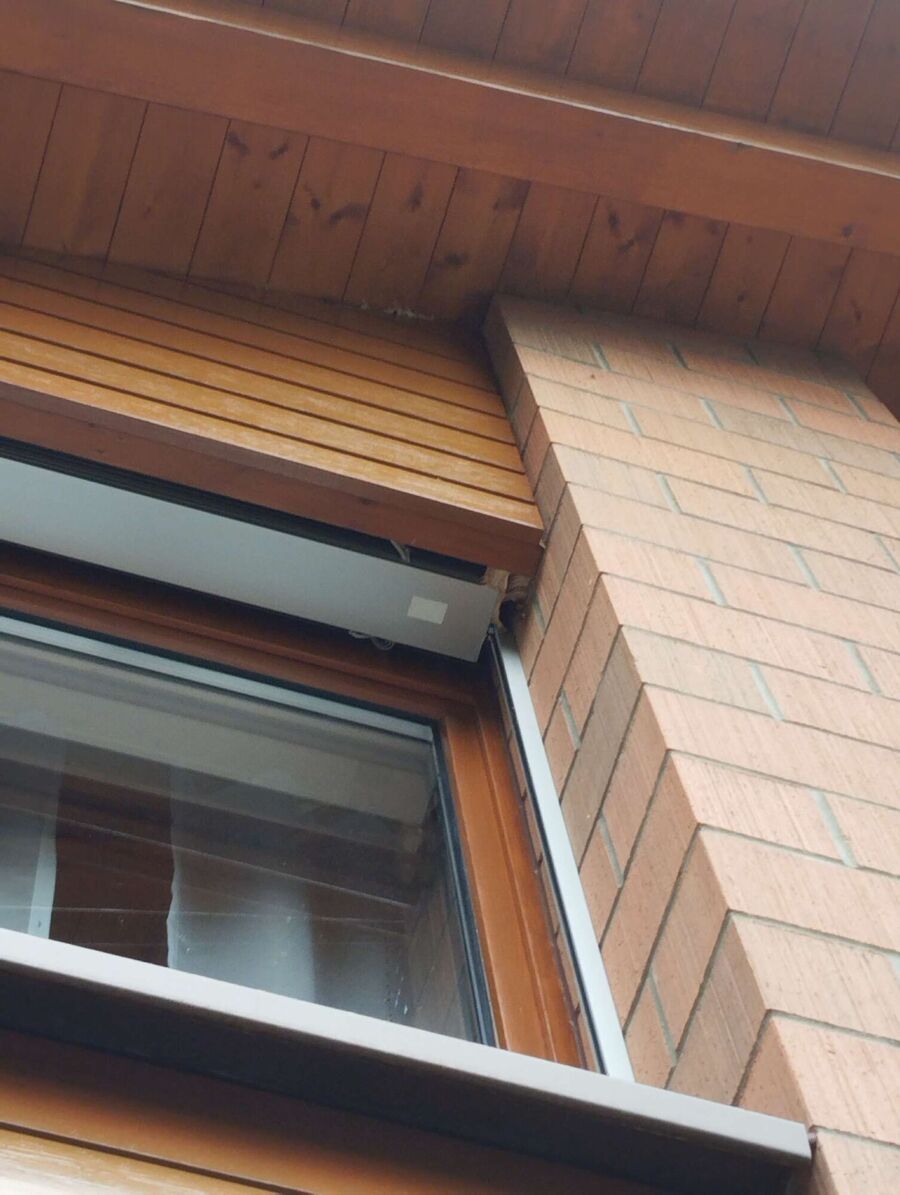 Relocate bees & remove bee nest