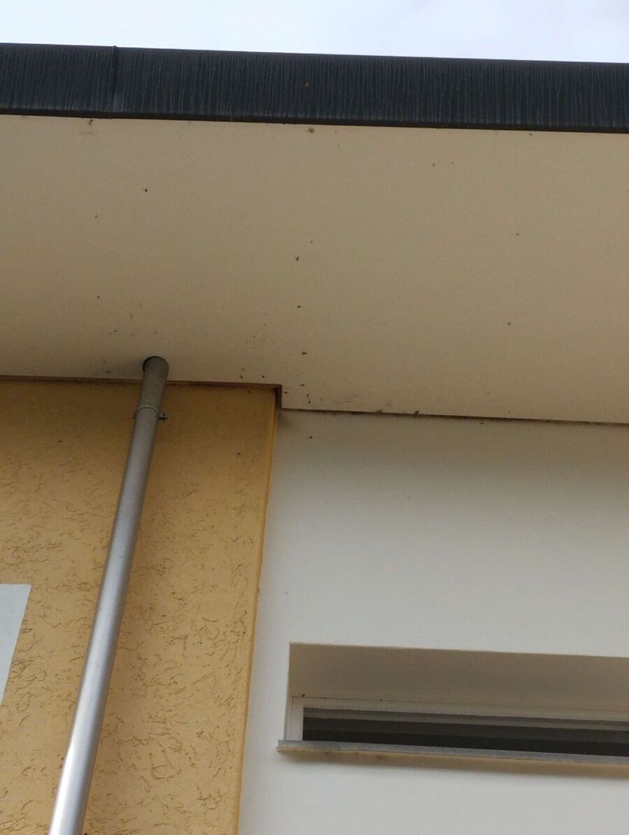 Remove bee nest