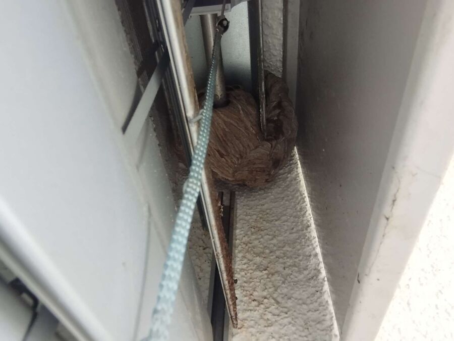 Relocate bees & remove bee nest