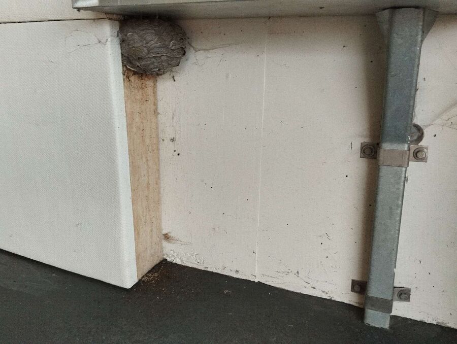 Bee nest at the house remove